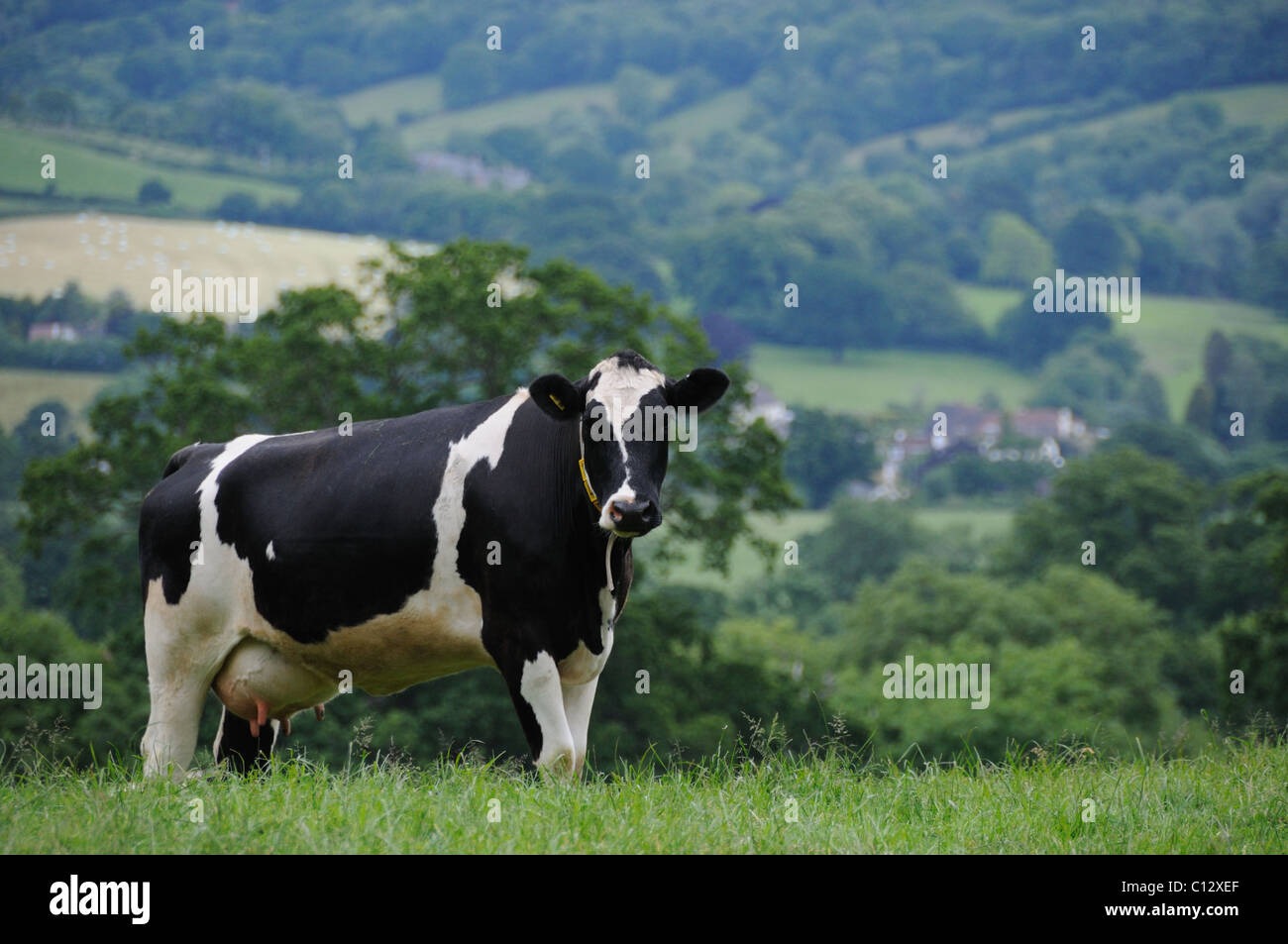 Dairy cow in a field with a farm in the background Stock Photo