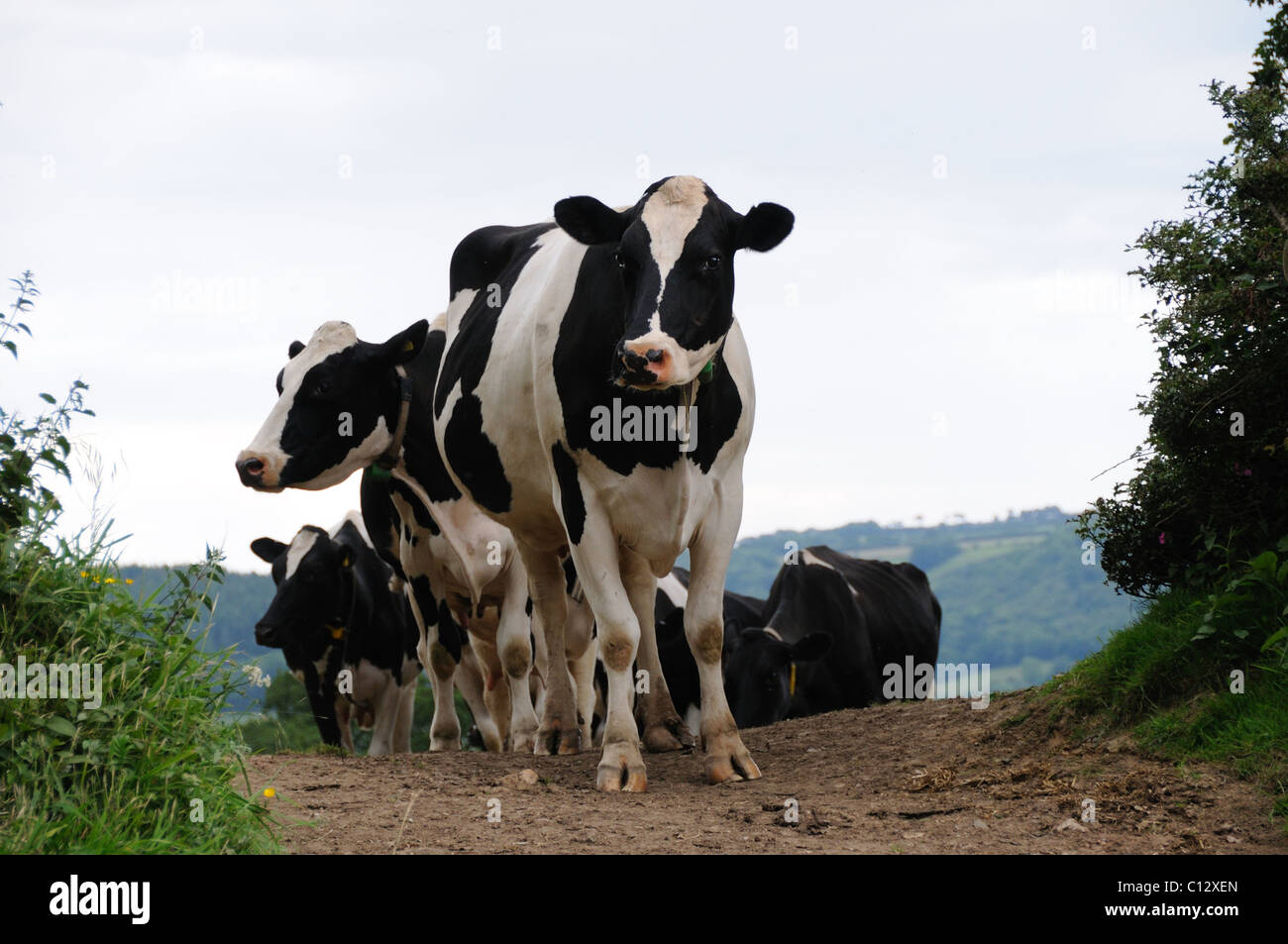 Dairy cows walking from the field to the milking parlour Stock Photo