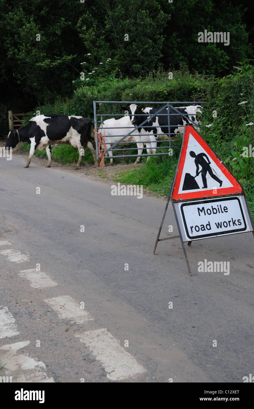Dairy cows walking from the field to the milking parlour - crossing a road Stock Photo