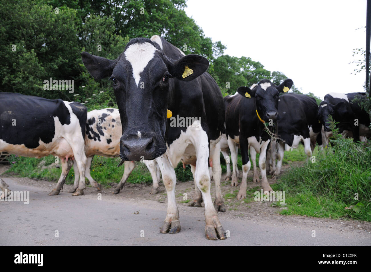 Dairy cows walking from the field to the milking parlour - crossing a road Stock Photo