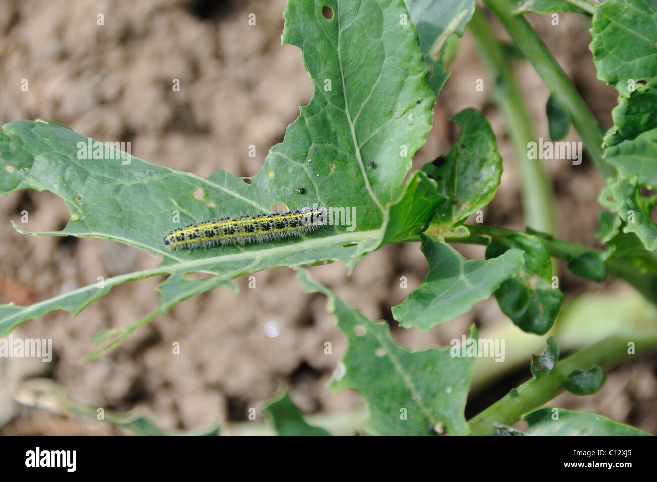 Cabbage white caterpillar hires stock photography and images Alamy