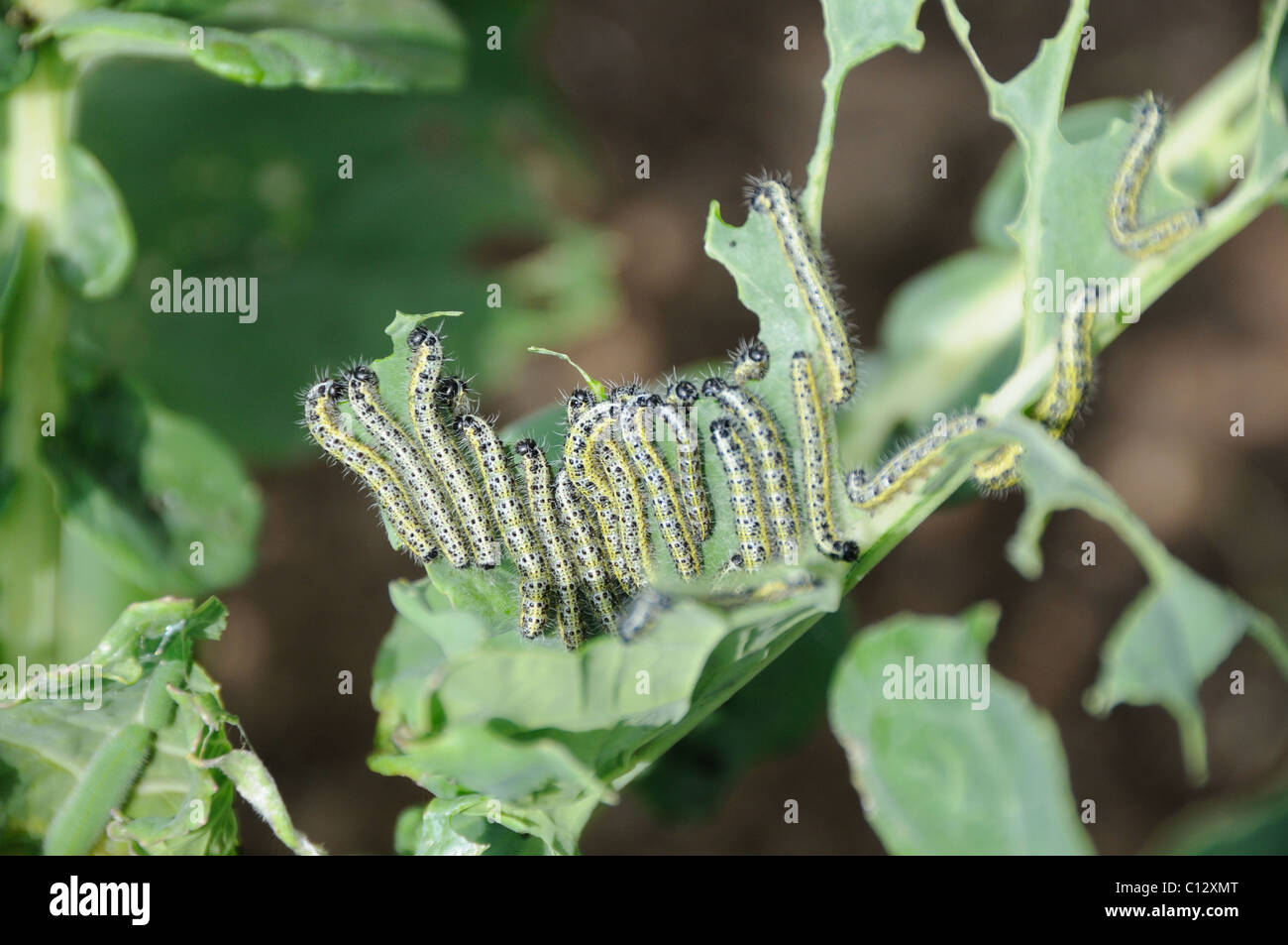 Cabbage white caterpillar eating its way through a crop Stock Photo