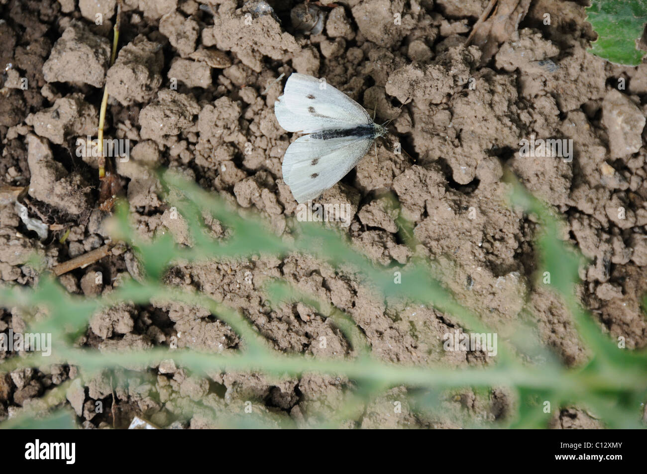 Cabbage white butterfly next to the damage the catepilla can cause to a crop Stock Photo