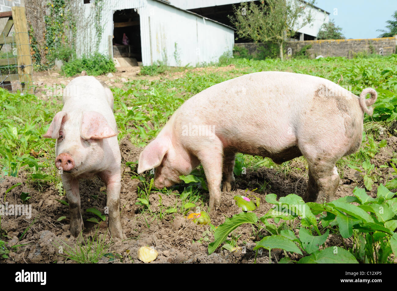 Boar and sow weaner on a small holding Stock Photo