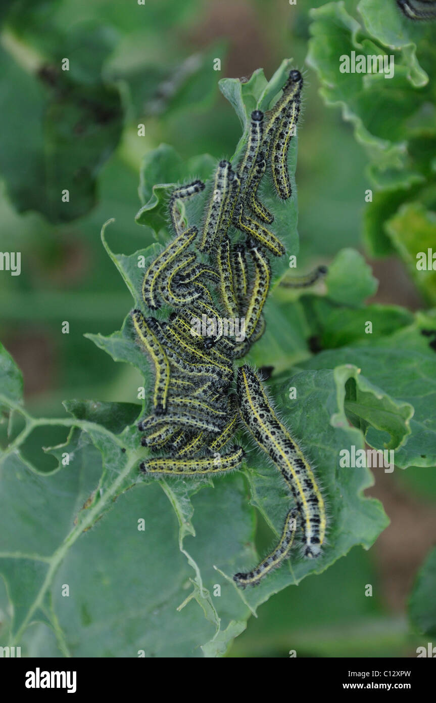 Cabbage white caterpillar eating its way through a crop Stock Photo Alamy