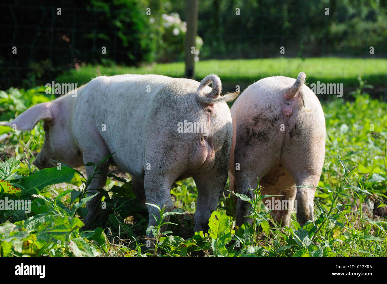 Young boar and sow Stock Photo