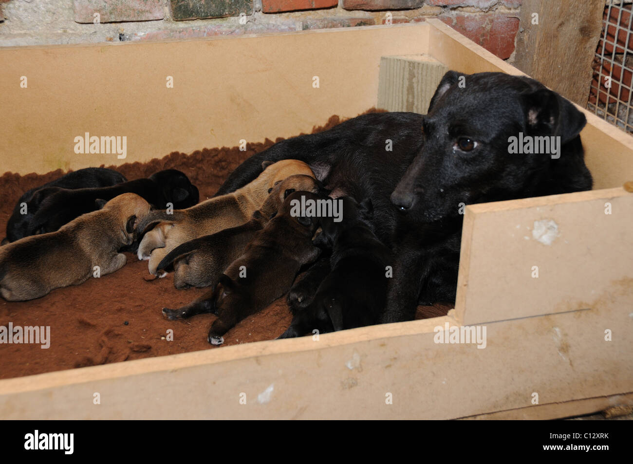Как топить щенков. Выводка щенков. Как топить щенков. Как топить щенков. Как топить щенков.