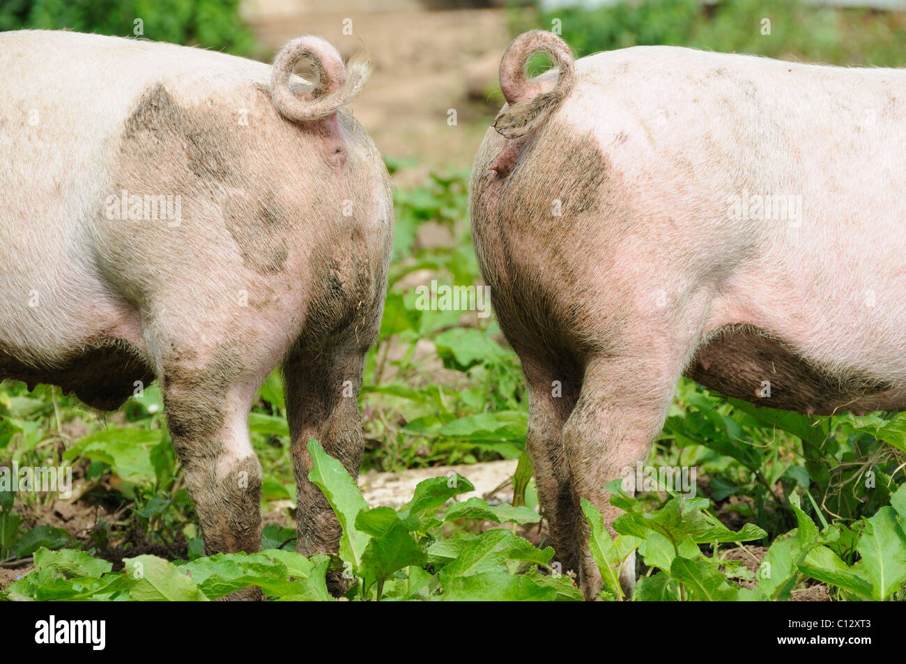 Comical picture of a boar and a sow Stock Photo
