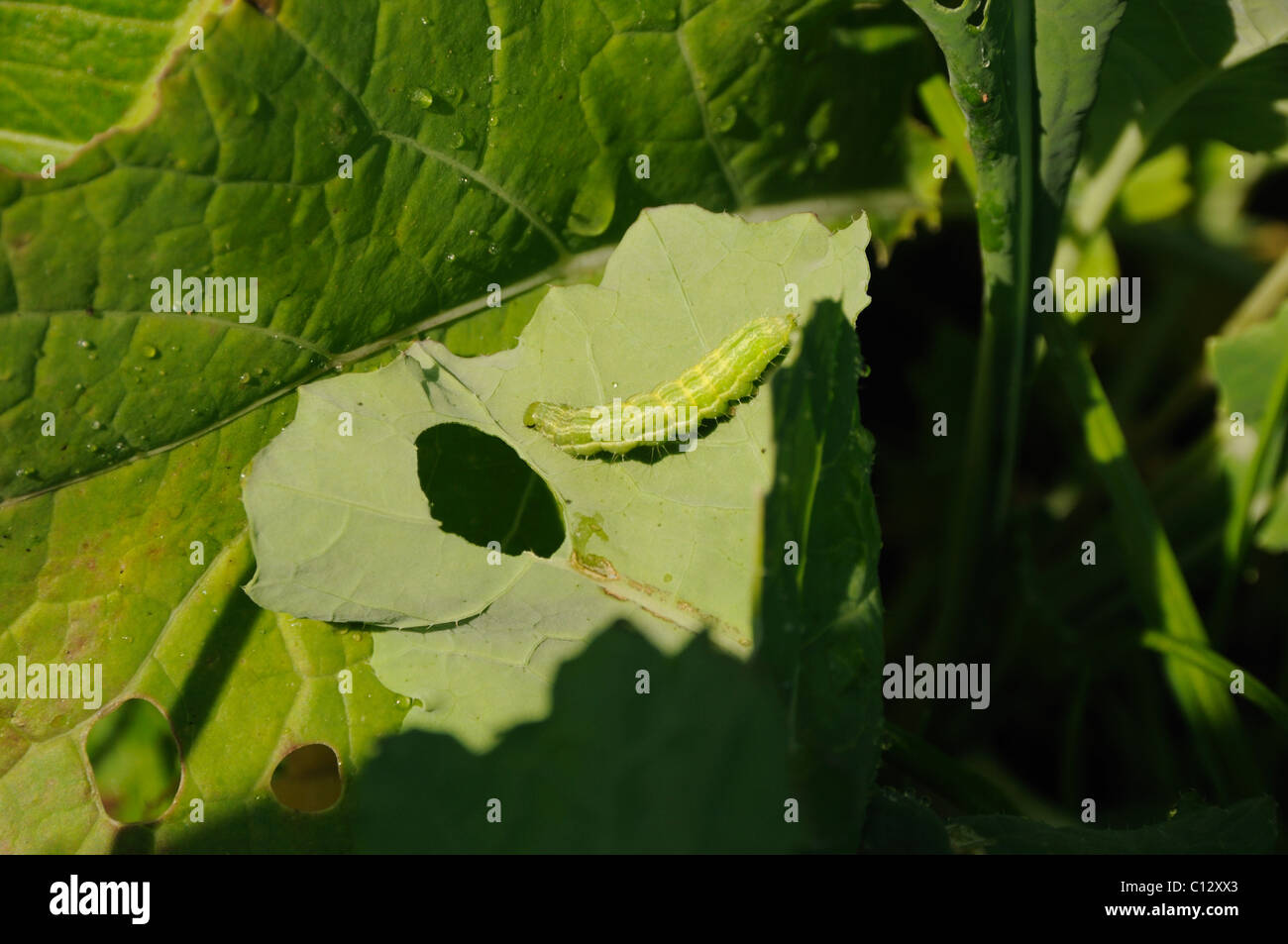 Kale crop being eaten by pests Stock Photo