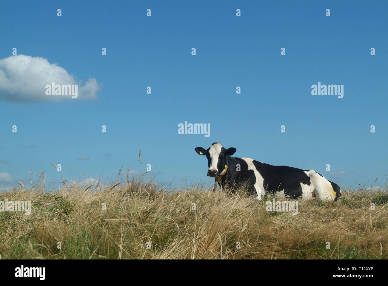 Portrait of a cow Stock Photo - Alamy