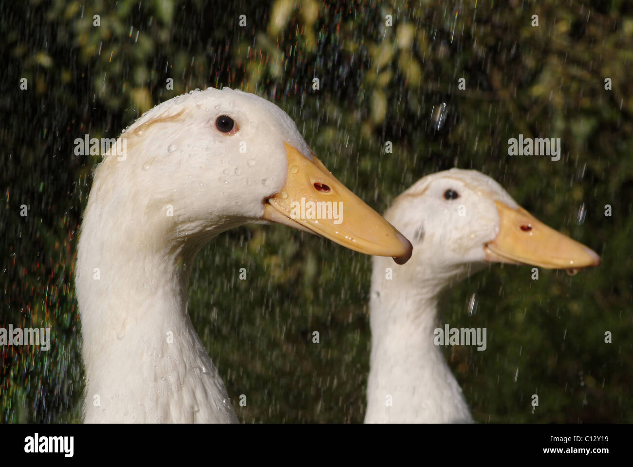 Ducks in the rain Stock Photo Alamy