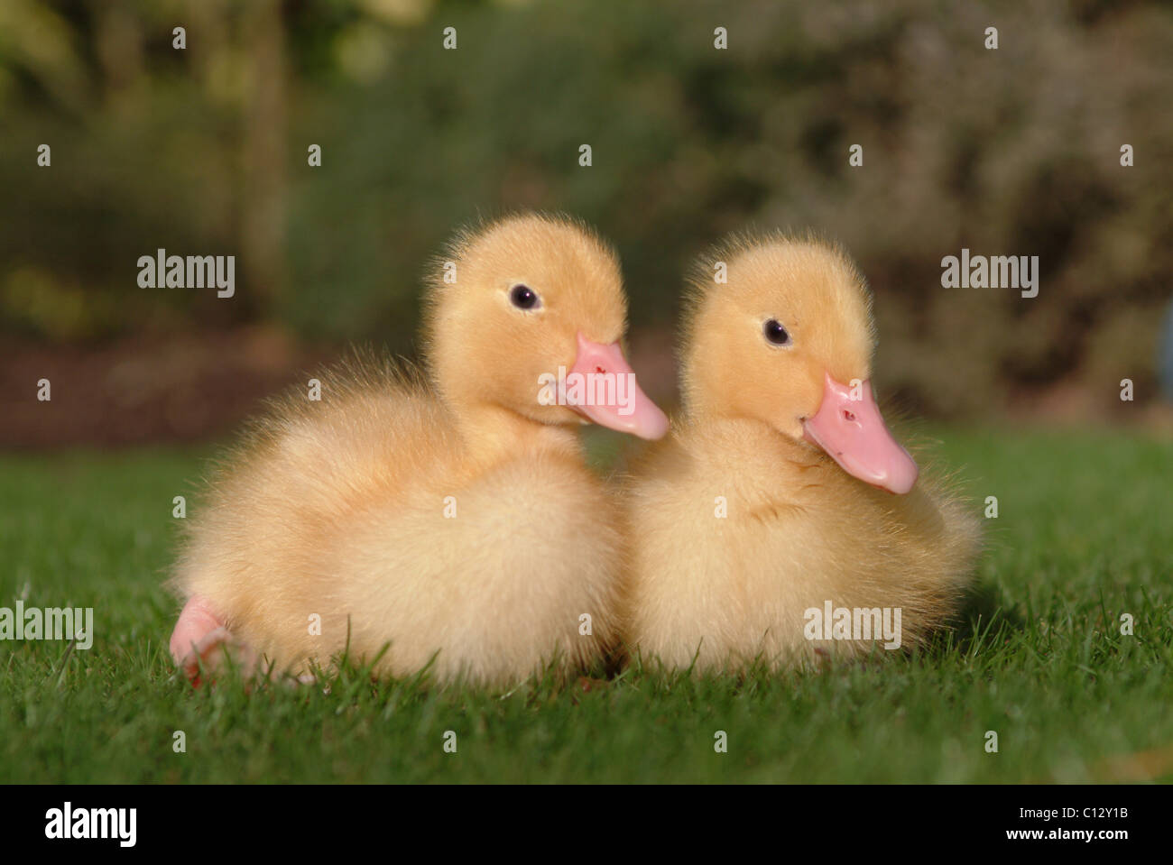 Two little ducks making friends with a himalayan rabbit Stock Photo Alamy