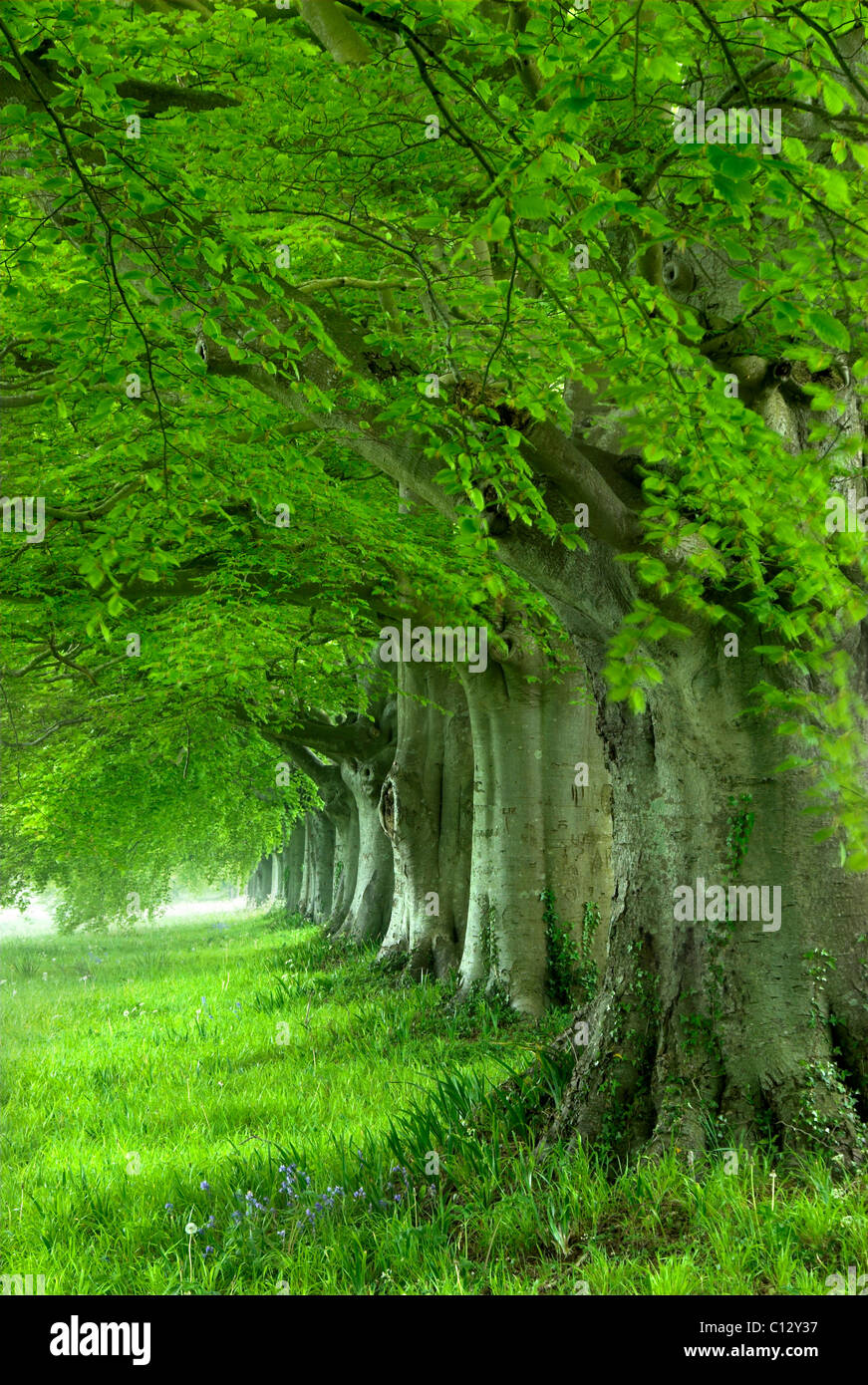Line of beech hi-res stock photography and images - Alamy