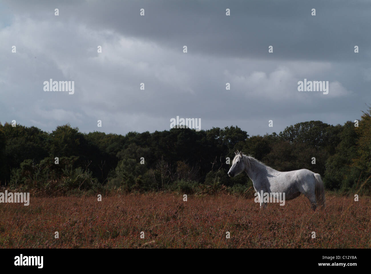 Two New Forest ponies in the park Stock Photo Alamy