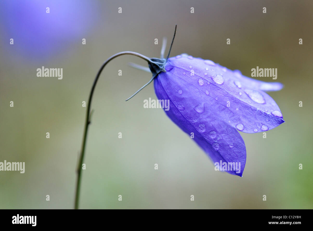 close-up of harebell Stock Photo