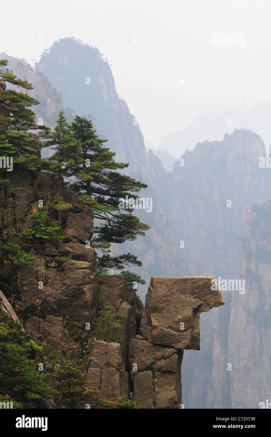 trees growing in the Huangshan Mountains in Anhui province of China Stock Photo