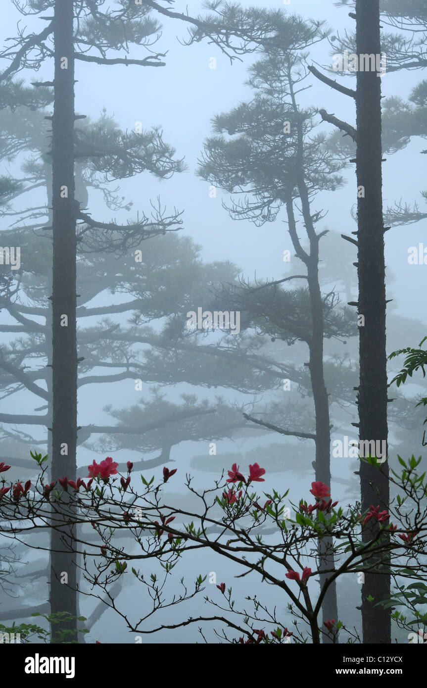 trees in fog in the Huangshan Mountains in Anhui province of China Stock Photo