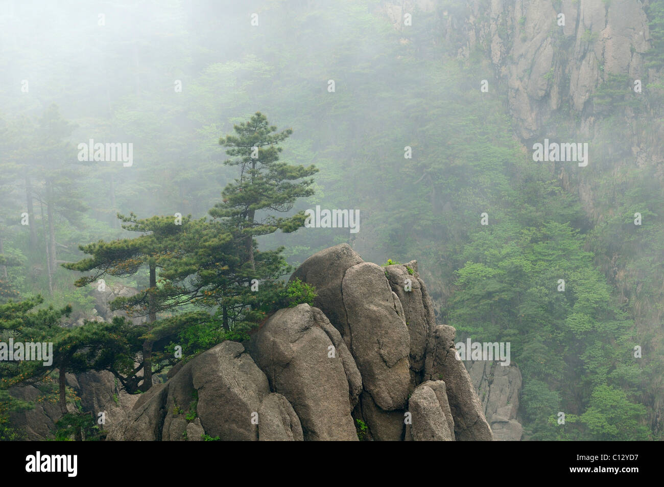 trees growing on rocks in Huangshan Mountains at Anhui province of China Stock Photo