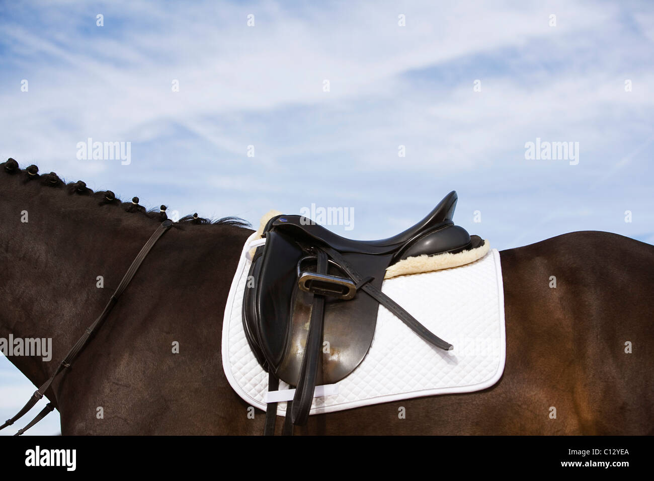 side view of saddled horse Stock Photo