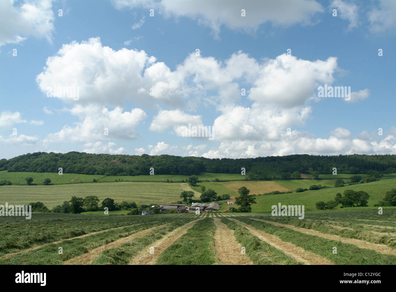 Row of cut grass for silage Stock Photo
