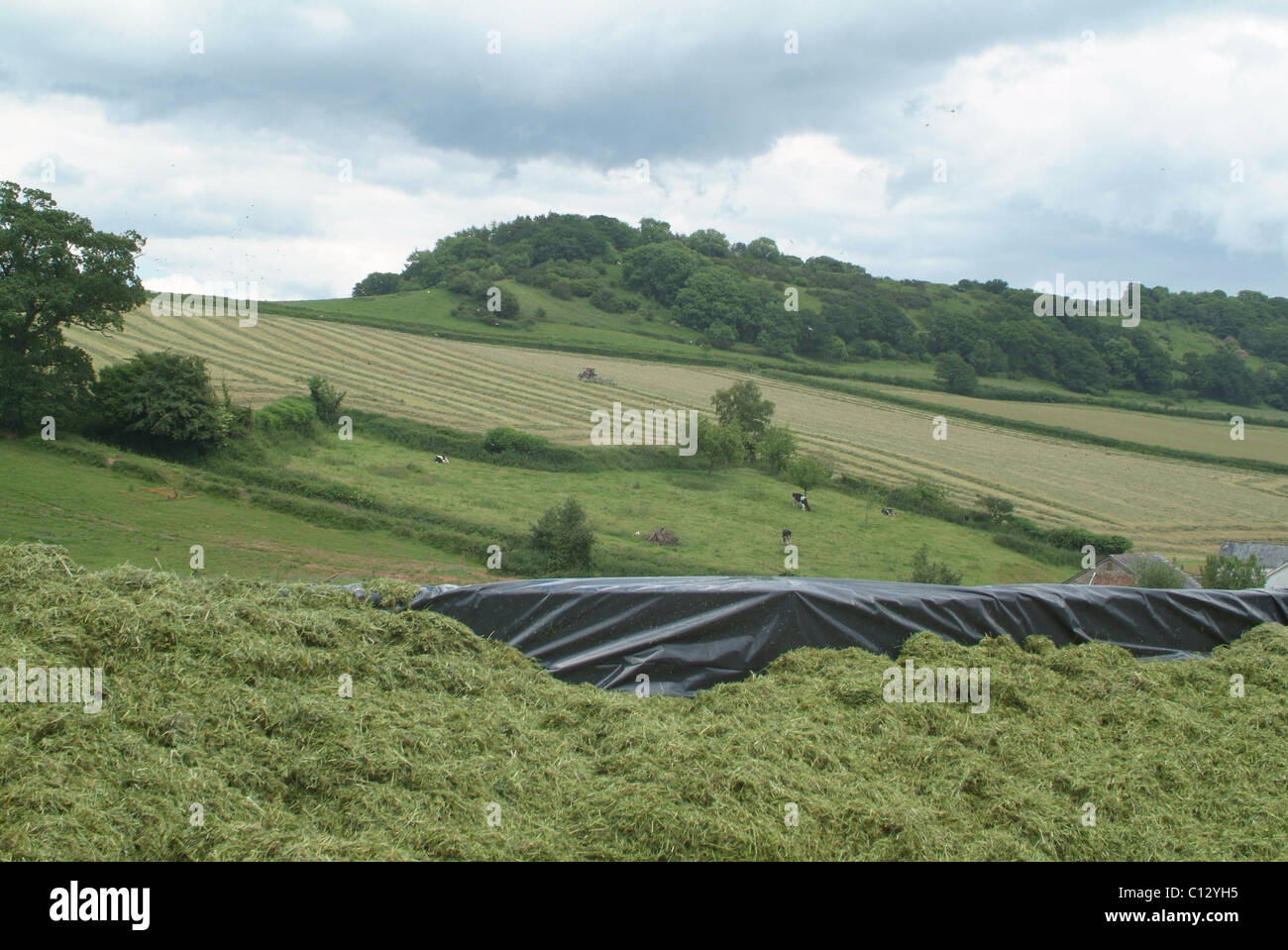 Silage pit with a view of a tractor turning grass for silage in the background Stock Photo