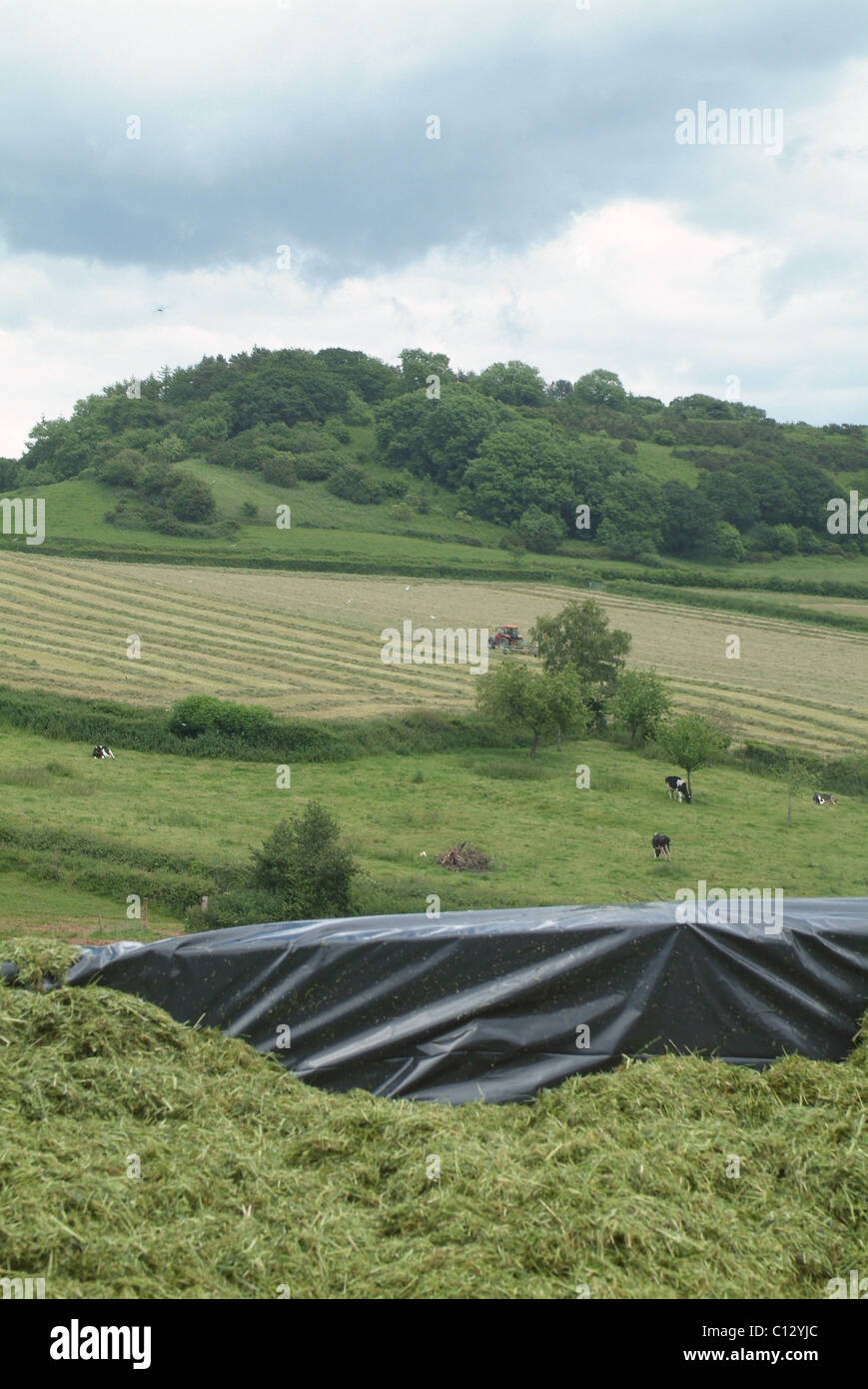 Silage pit with a view of a tractor turning grass for silage in the background Stock Photo