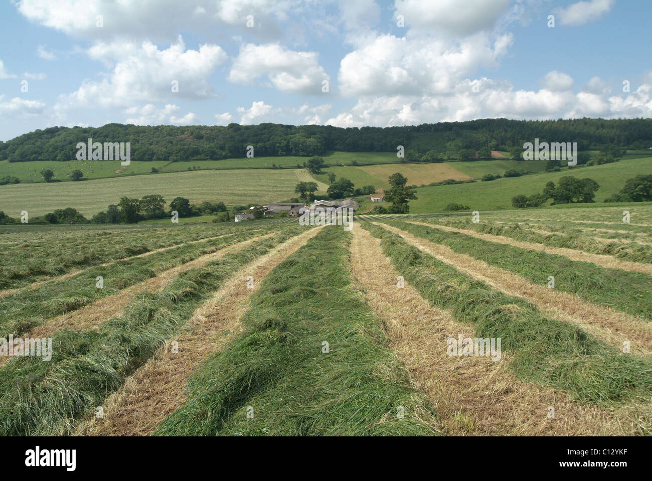 Row of cut grass for silage Stock Photo
