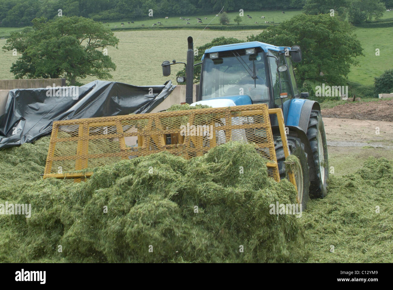 Grading out silage to fill the silage pit Stock Photo