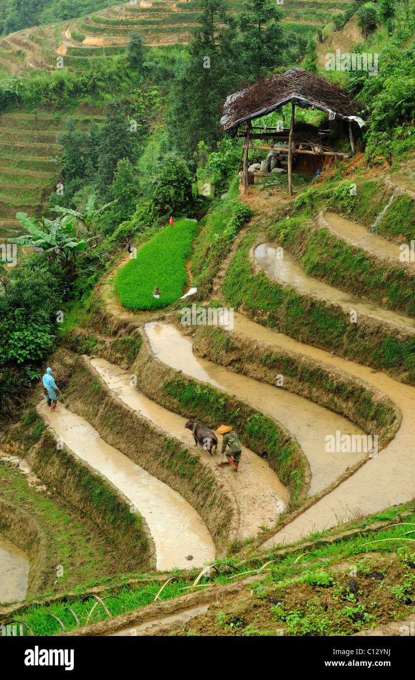 paddy fields near Ping An village in Guilin area of China Stock Photo