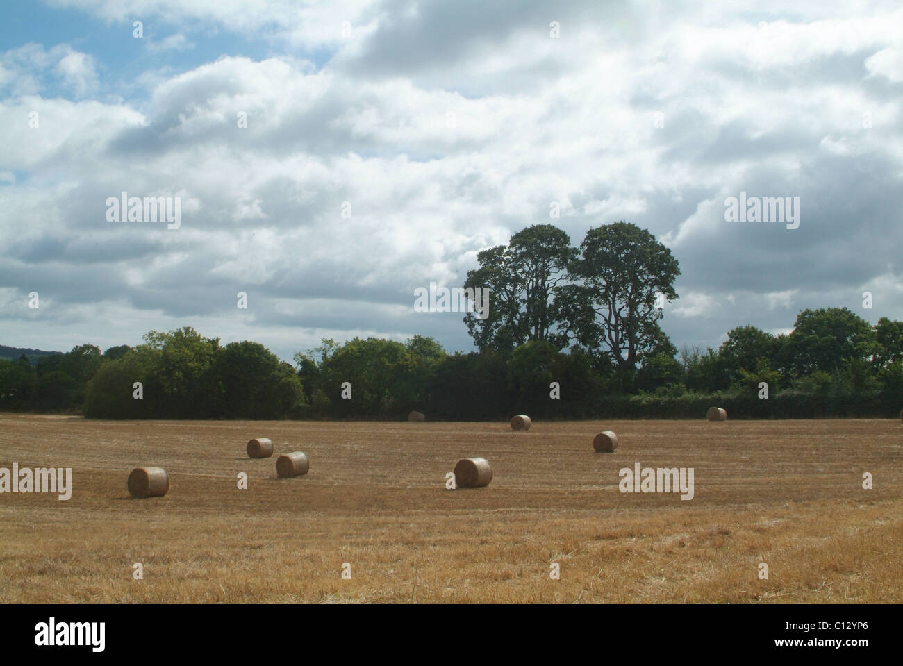Straw bales harvested in a field Stock Photo