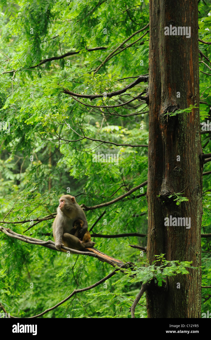 rhesus macaque with young on tree in Wulingyuan National Park in Hunan province of China Stock Photo