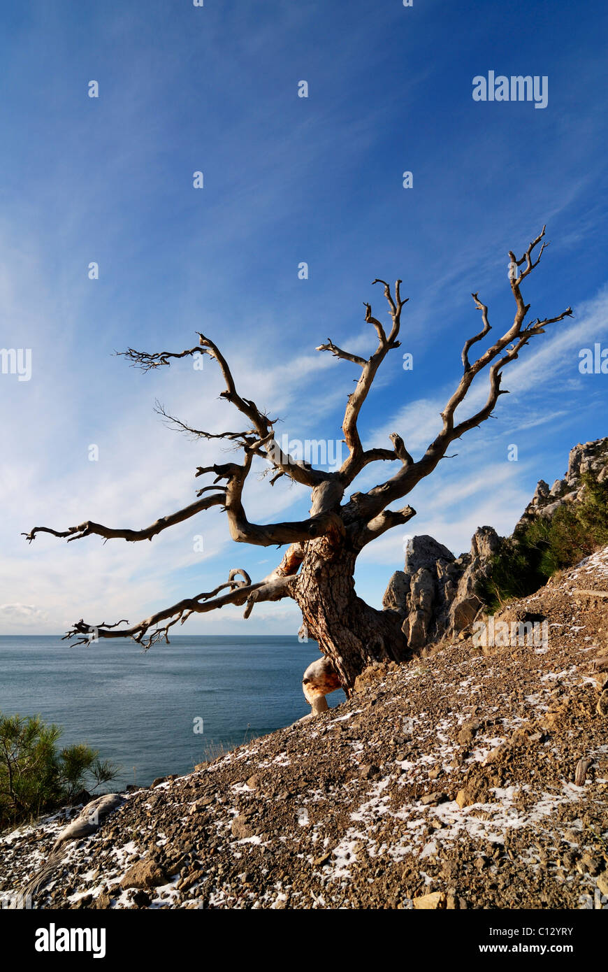 lonely tree at blue bay on crimea in winter Stock Photo