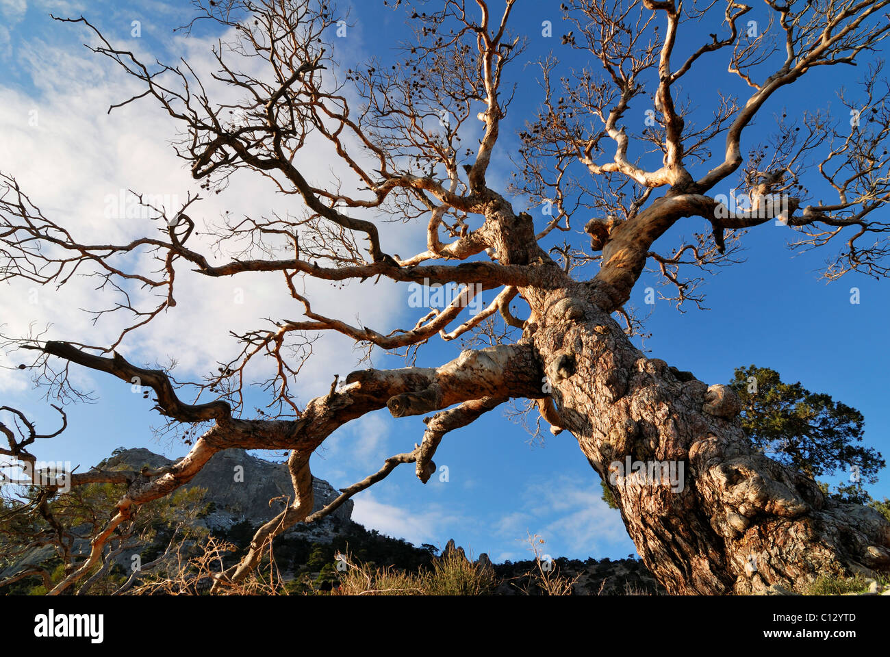 low angle view of tree on crimea in winter Stock Photo