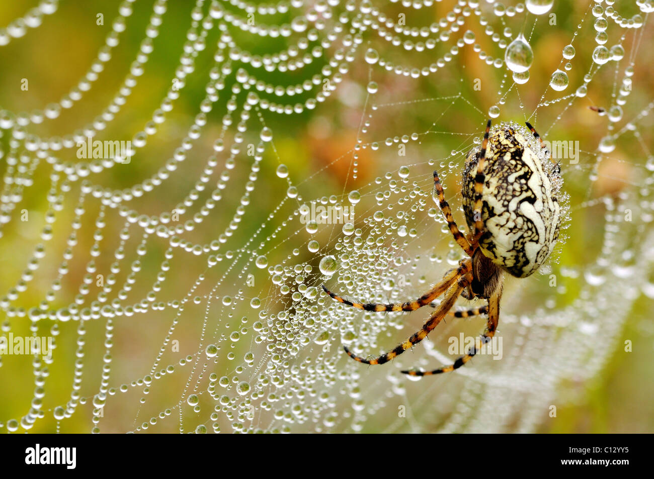 close-up of oak spider Stock Photo