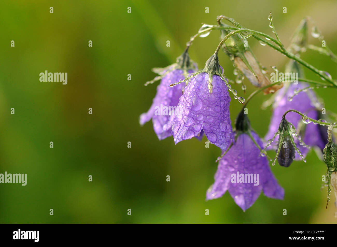 close-up of harebell flowers Stock Photo