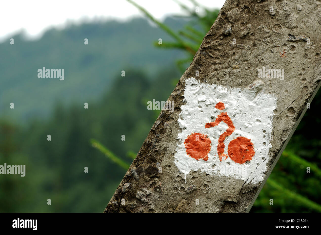 sign for cycling trail on tree in dzembronya area of ukraine Stock Photo