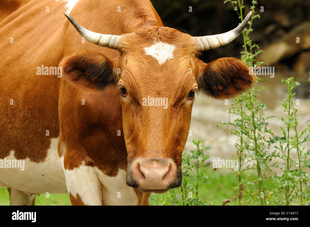 portrait of cow in dzembronya area of ukraine Stock Photo