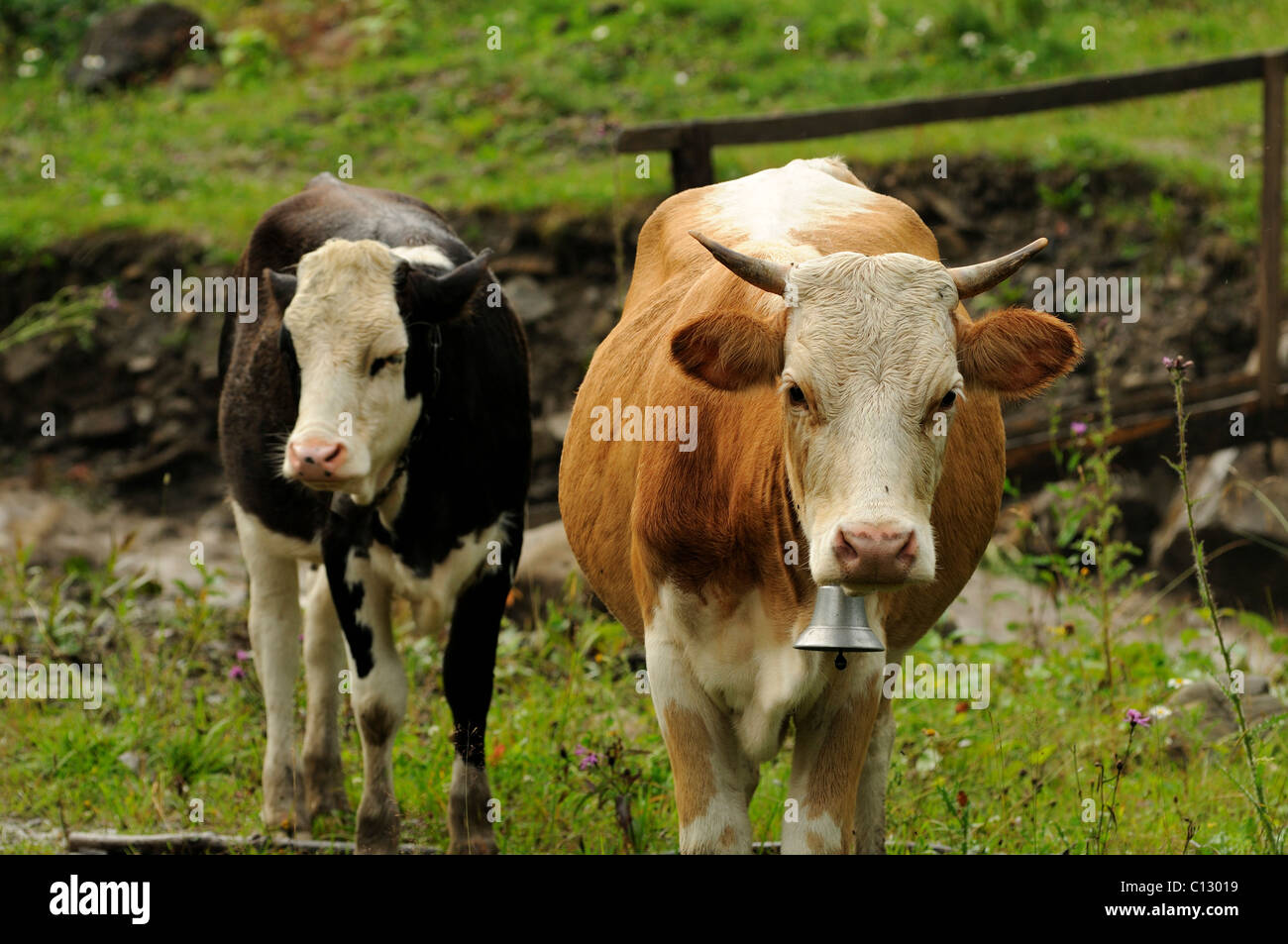 portrait of cows in dzembronya area of ukraine Stock Photo
