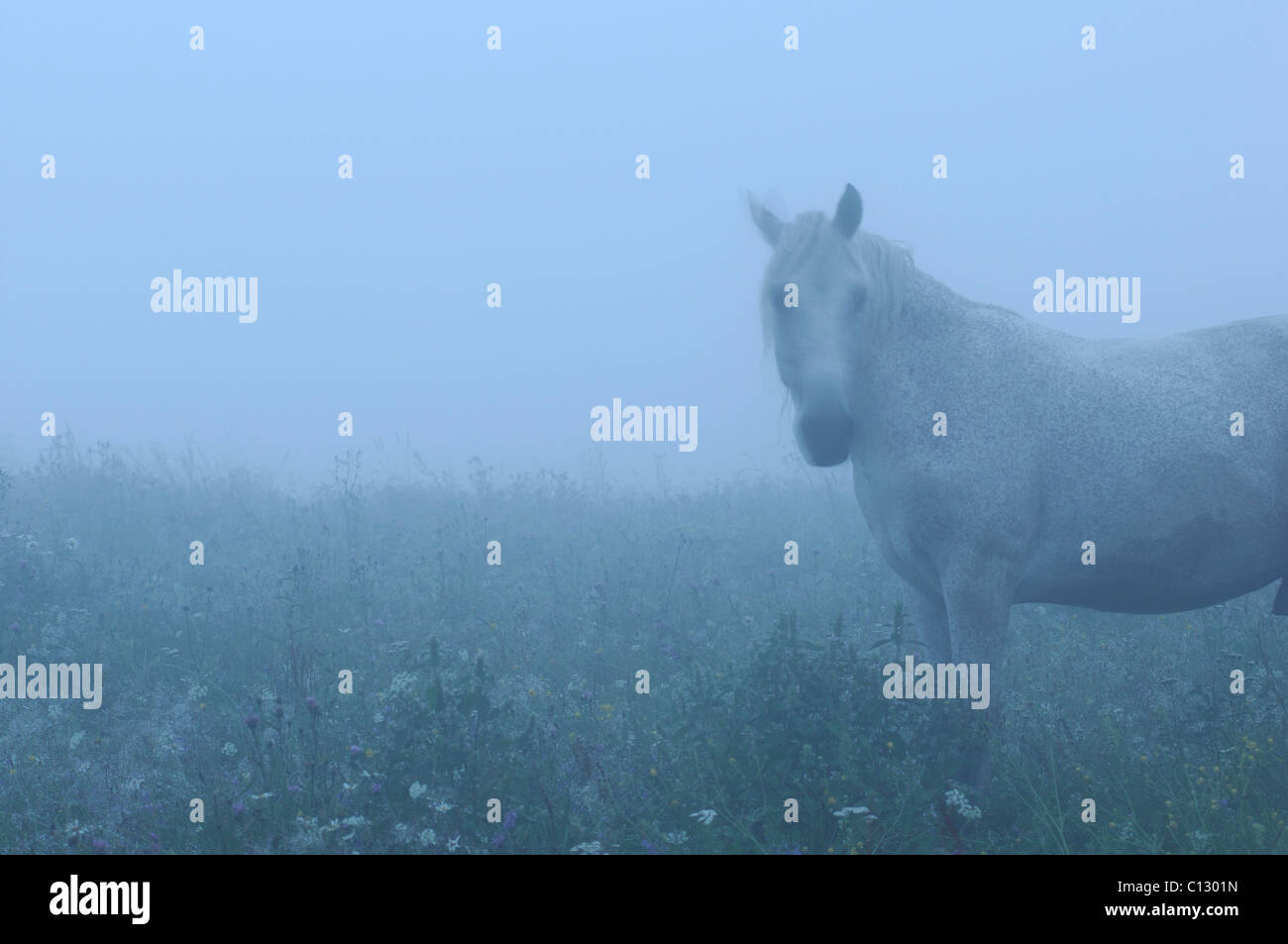white horse on meadow Stock Photo