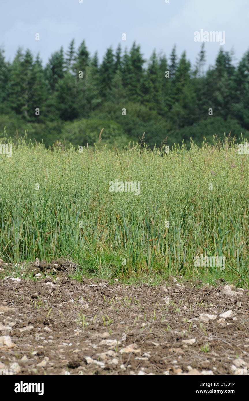 Game cover sprouting next to farmers oats Stock Photo