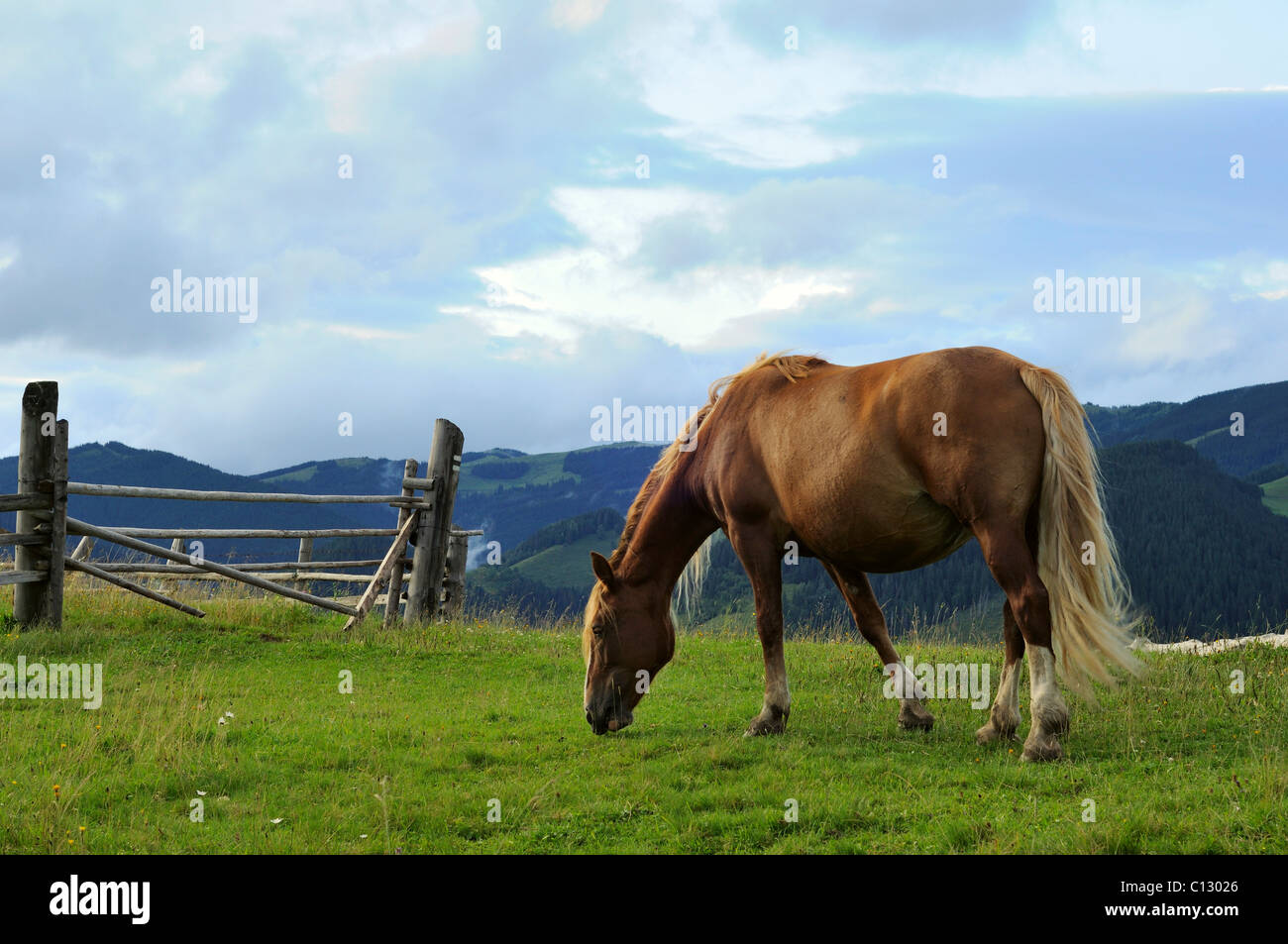 portrait of brown horse on meadow Stock Photo