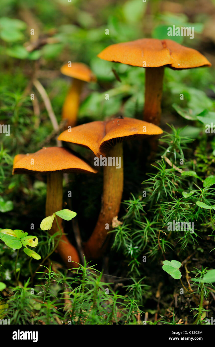 three cortinarius mushrooms Stock Photo