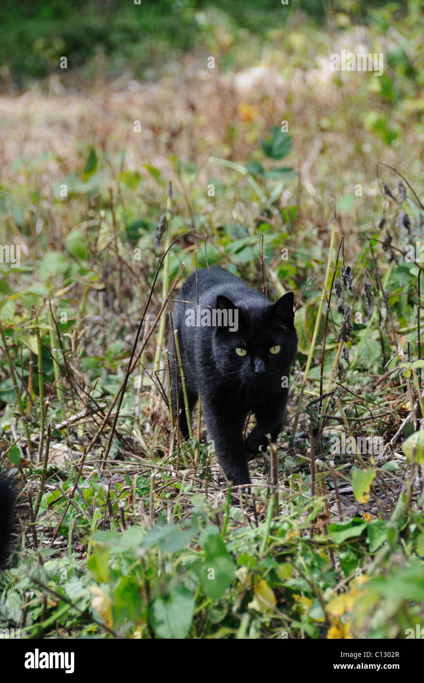 Black cat out hunting Stock Photo