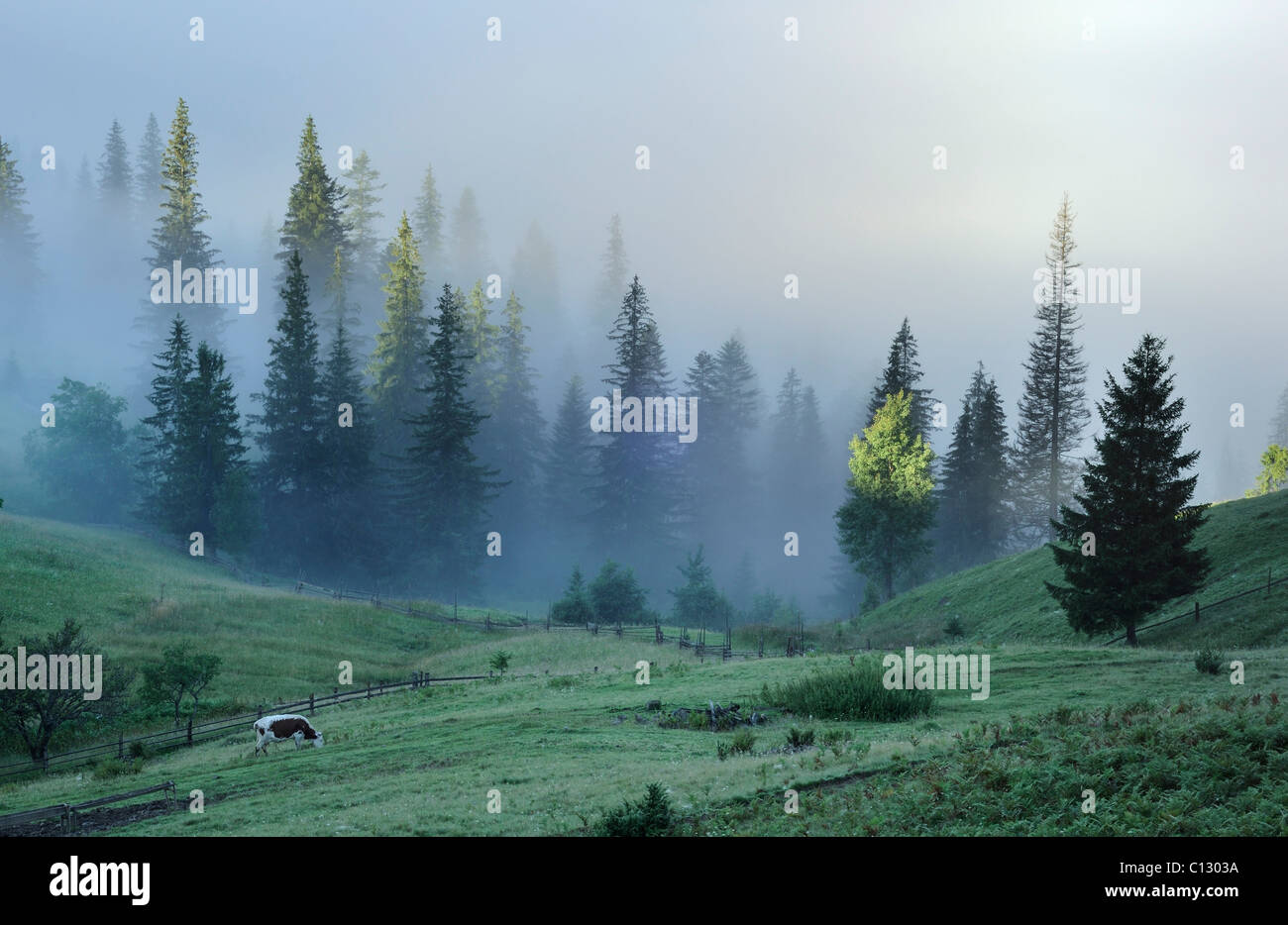 dzembronya landscape with cow on meadow Stock Photo