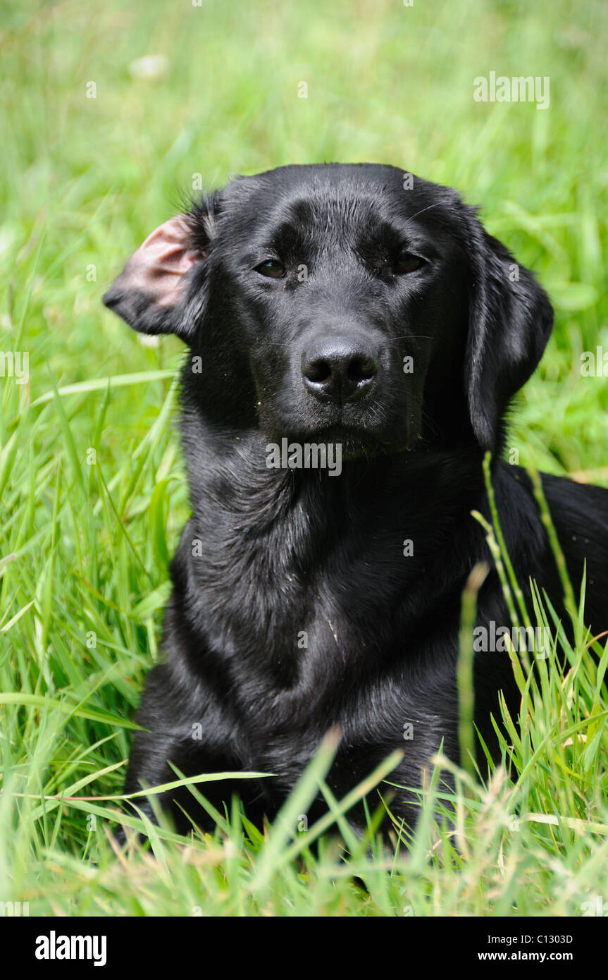 Black labrador laying down in some grass Stock Photo