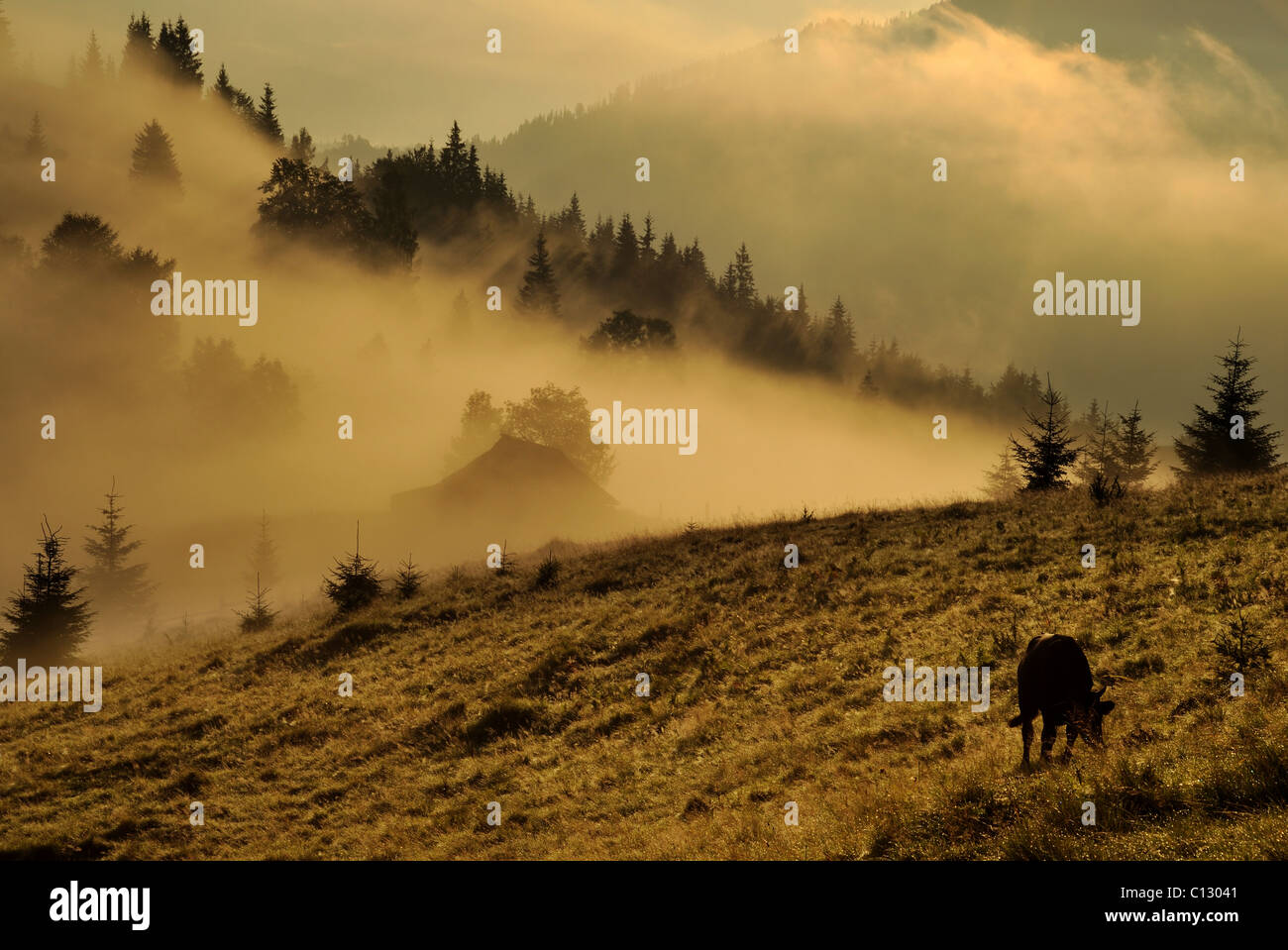 landscape in dzembronya area in ukraine at dawn Stock Photo