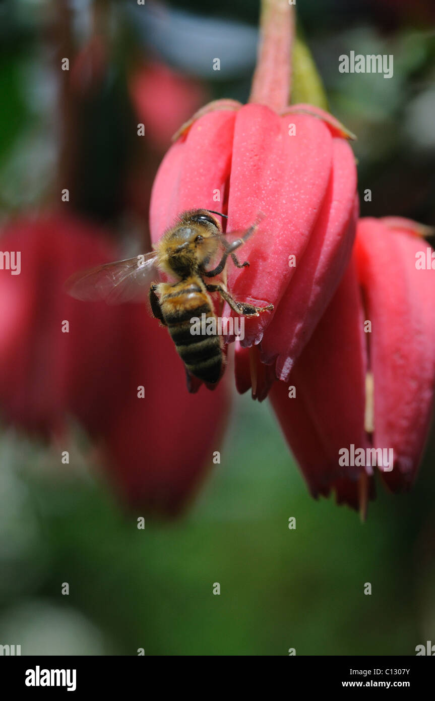 Landing on flowers hi-res stock photography and images - Alamy
