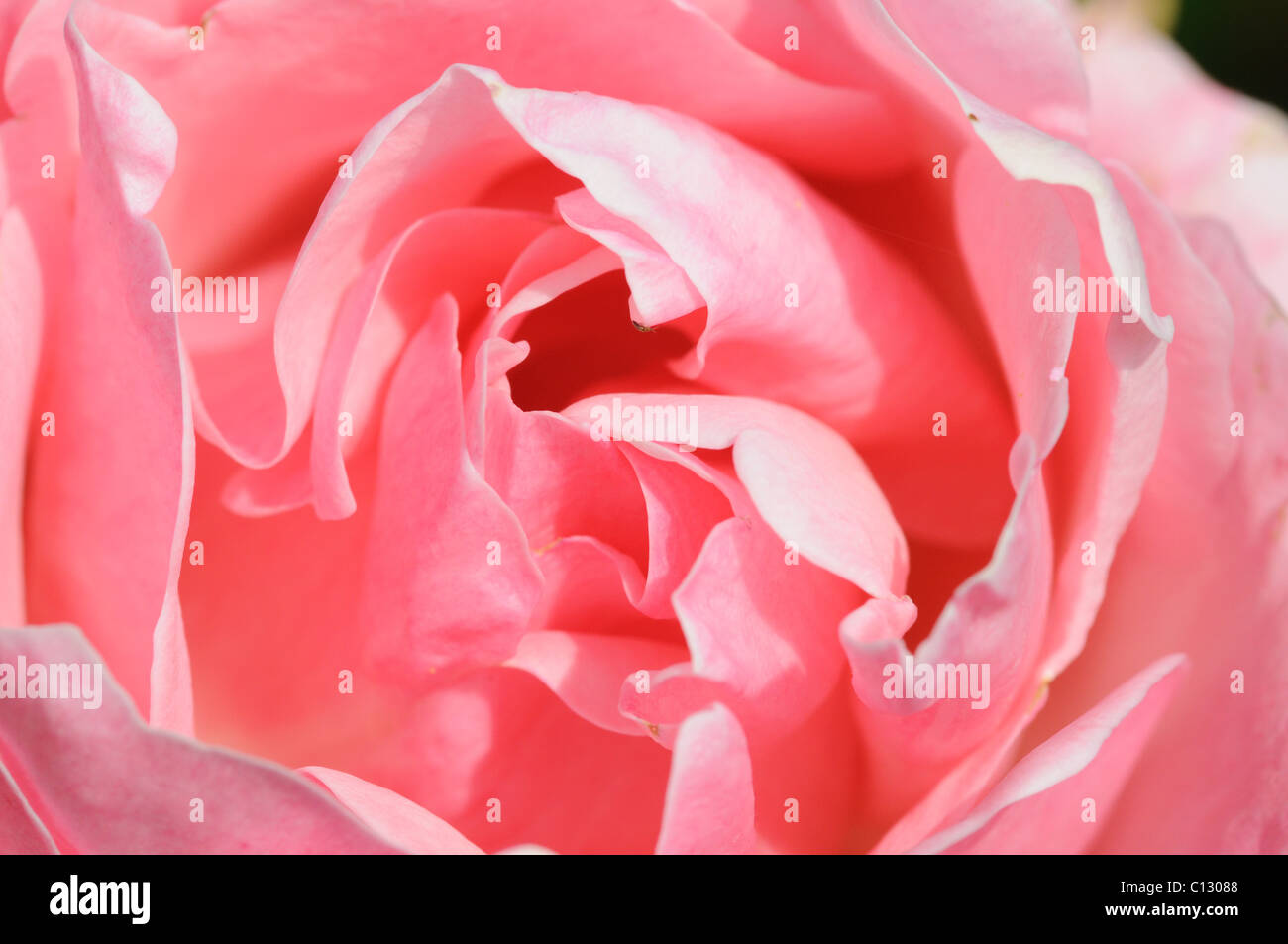Close up of the center of a pink rose Stock Photo