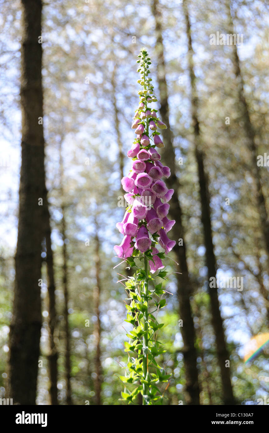Foxglove in woodland Stock Photo