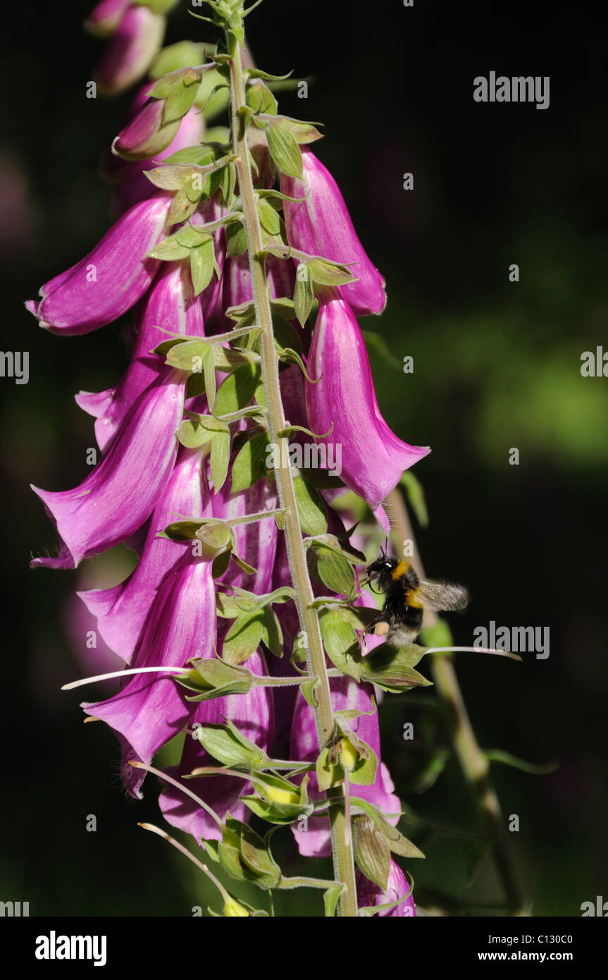 Bee searching for pollen on a foxglove Stock Photo